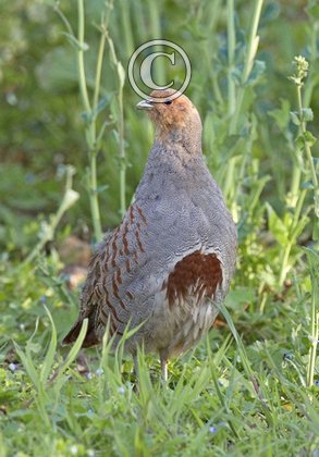 Grey Partridge